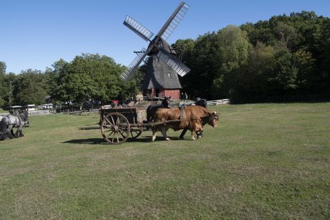 Een windmolen staat in een groen veld, terwijl een os een wagen trekt. Op de achtergrond zijn bomen en andere landbouwhuisdieren te zien.