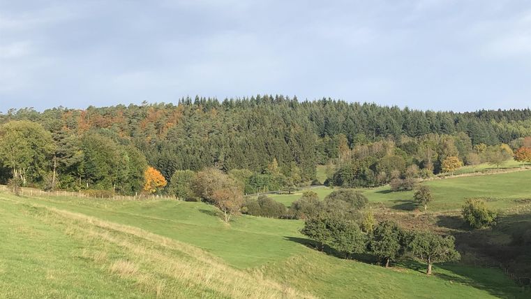 Eine malerische Landschaft mit sanften Hügeln und grünen Wiesen. Im Hintergrund stehen Bäume, die im Herbst bunt gefärbt sind.