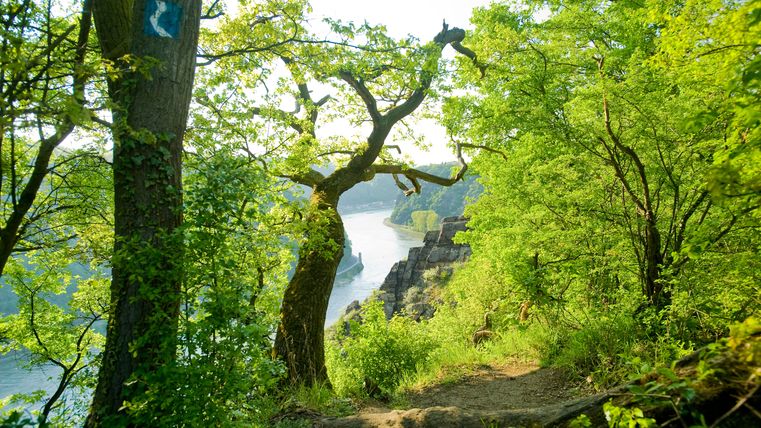Blick auf den tief in die Landschaft eingeschnittenen Rhein von einem Aussichtspunkt aus.
