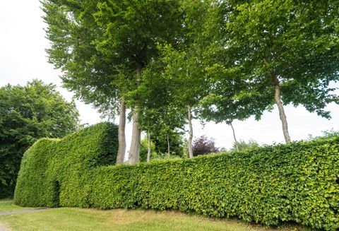 Eine grüne Hecke mit jungen Bäumen dahinter. Der Bereich ist gut gepflegt und bietet einen ruhigen Eindruck.