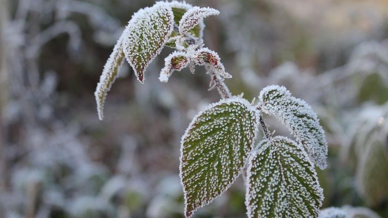 Eiskristalle bedecken grüne Blätter an einem frostigen Morgen. Die Umgebung wirkt ruhig und winterlich.