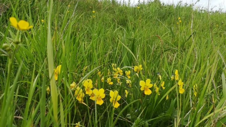 Een weide met hoge groene grassen en felgele bloemen. De lucht is bewolkt en de natuur lijkt fris en levendig.