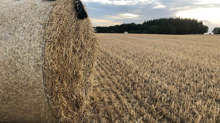 A large hay bale lies on a dry field. In the background, there are trees and a cloudy sky.