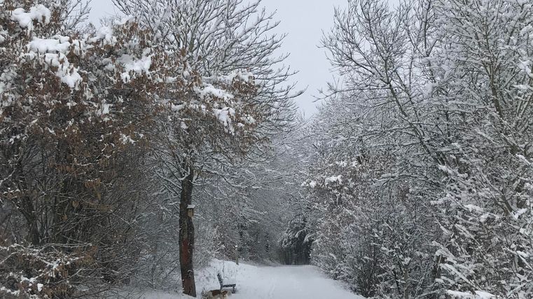 A snow-covered path, surrounded by trees and the wintry ambience. The landscape is calm and peaceful.