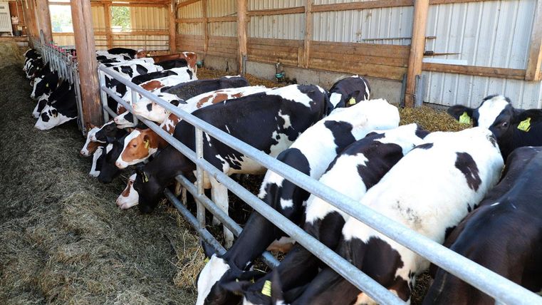 A number of cows are standing in a barn and eating hay. The room is bright and made of wood with a stable floor.