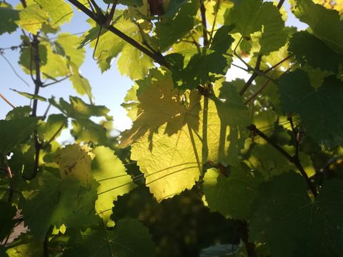 A sun-drenched vine with green leaves. The light shines through the leaves, creating a beautiful contrast.