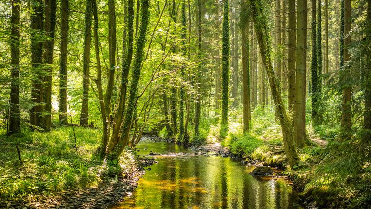 A quiet forest with green trees and a sparkling stream. The sun shines through the canopy and creates a peaceful atmosphere.