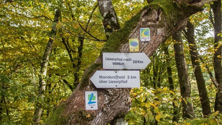 A signpost on a tree in the forest. The signs indicate the directions to Lieserpfad and Monderscheid.