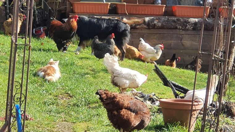 Een mooie tuin met verschillende kippen en een hond. De dieren lopen op groen gras voor een houten huis.