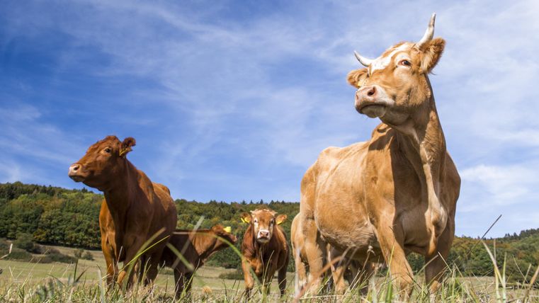 Eine Gruppe von Kühen steht auf einer grünen Wiese. Der Himmel ist blau mit einigen Wolken im Hintergrund.