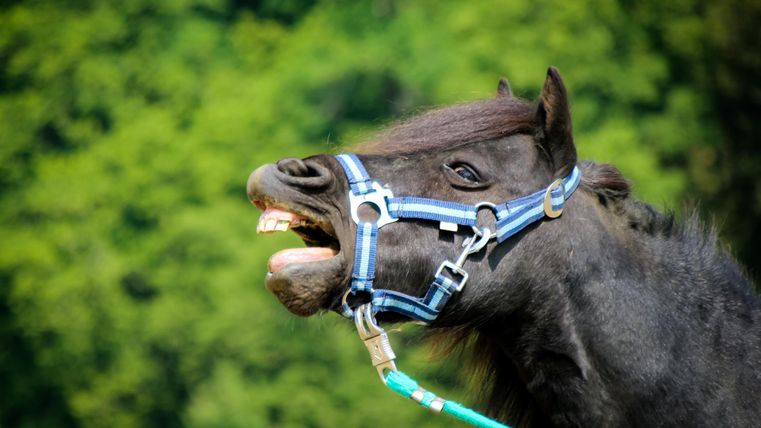Een zwart paard met een vrolijke uitstraling staat voor een groene achtergrondlandschap. Het draagt een hoofdstel en toont zijn tanden.