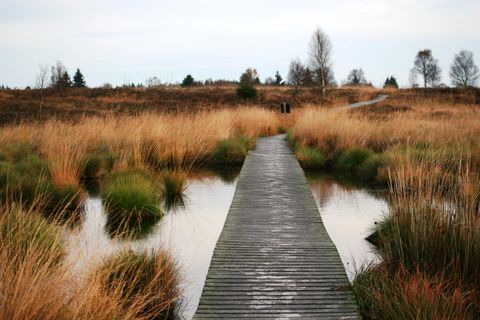 Ein Holzsteg führt durch eine weite Moorlandschaft mit grasbewachsenen Flächen und Wasserpools. Die Landschaft ist von sanften Hügeln und vereinzelten Bäumen umgeben.