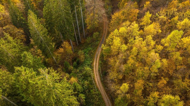 Aerial image of a forest in autumn foliage. A forest path winds its way across the image.
