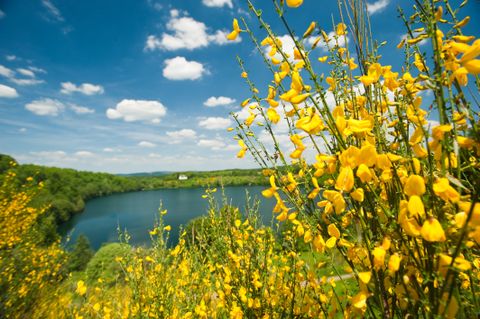 Yellow broom blossom in front of a maar