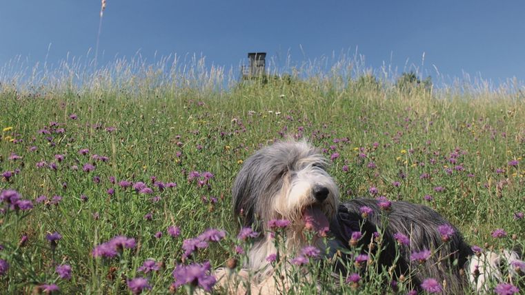 A dog is lying in a blooming field full of purple flowers. The sky is blue and clear.