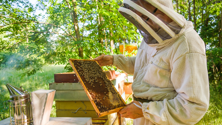 Ein Imker in Schutzkleidung hält eine Bienenwabe. Im Hintergrund sind Bäume und ein Smoker zu sehen. Es ist ein sonniger Tag.