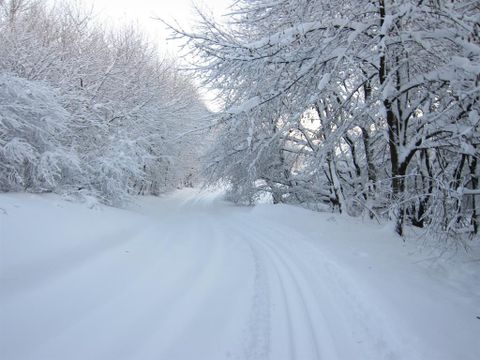 Eine schneebedeckte Straße, umgeben von Bäumen, die mit Schnee bedeckt sind. Die Landschaft wirkt ruhig und winterlich.