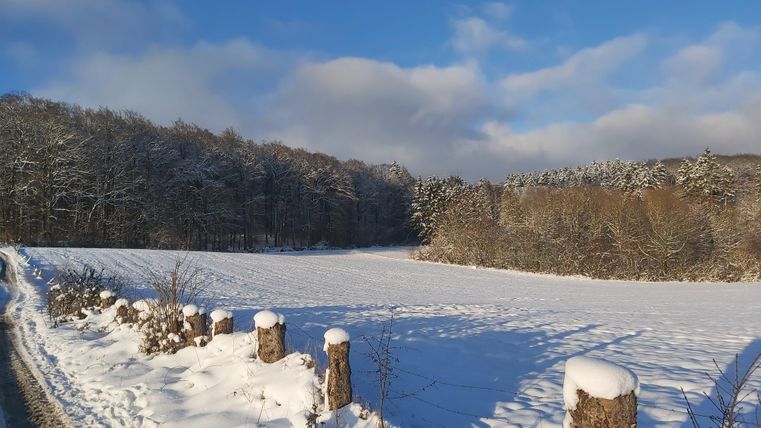 Een winterlandschap met een besneeuwd weiland. Op de achtergrond zijn bomen te zien die bedekt zijn met sneeuw, en de lucht is blauw met enkele wolken.