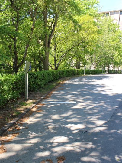 Ein schmaler Weg, umgeben von grünen Bäumen und Sträuchern. Die Sonne scheint und erzeugt schöne Schatten auf dem Boden.