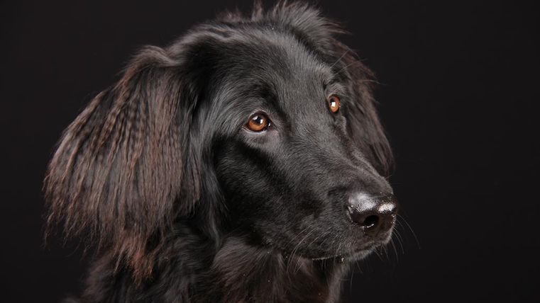 Ein schwarzer Hund mit langen Ohren und leuchtenden, braunen Augen. Der Hintergrund ist schwarz, was den Hund hervorhebt.