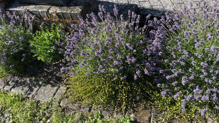 Een groep lavendelbloemen bloeit in volle glorie. Daarnaast groeit vers, groen gras en is een geplaveide weg zichtbaar.