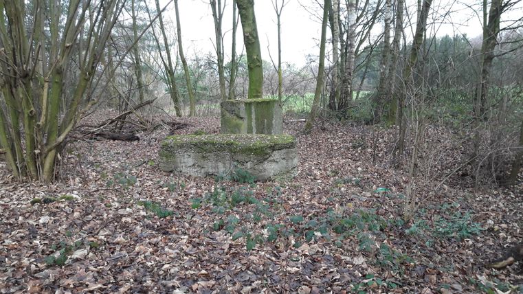 An abandoned spot in the forest with a moss-covered concrete structure. The ground is covered with leaves and small plants.