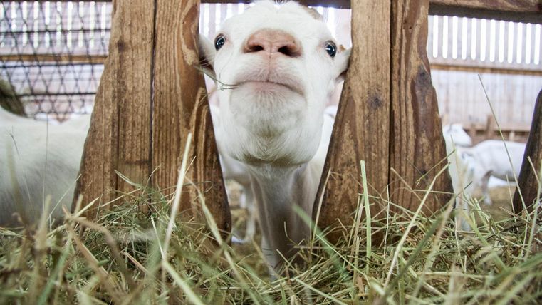 Eine neugierige Ziege sieht durch die Holzbarriere. Im Hintergrund sind weitere Ziegen und viel Heu zu sehen.