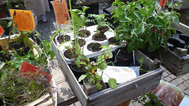 Een houten kist met verschillende jonge planten in potten. Op de achtergrond zijn nog meer planten en informatiekaarten te zien.