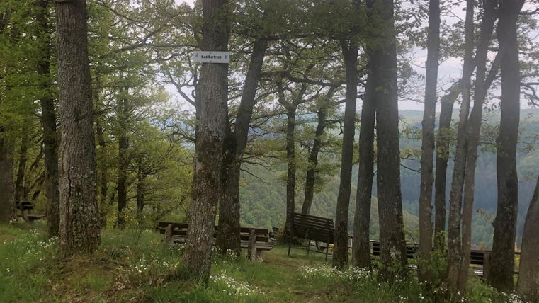 Ein Waldgebiet mit mehreren Bäumen und Bänken zum Sitzen. Im Hintergrund sind sanfte Hügel und eine bewölkte Himmel zu sehen.
