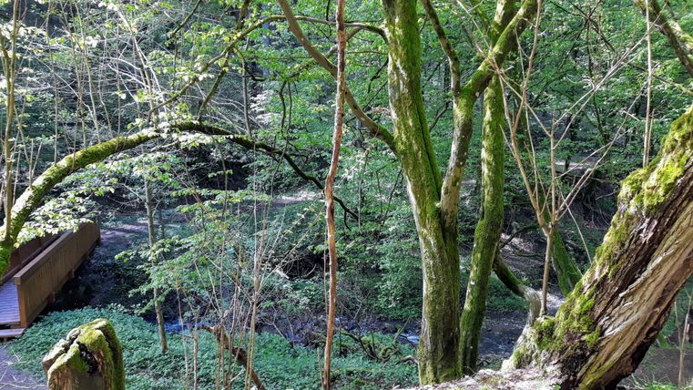 A quiet forest with many green trees and fresh foliage. In the background, a narrow path and a small brook can be seen.