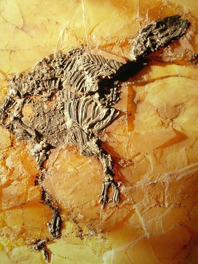 Ein Dinosaurierfossil, das auf einem gelben Stein erhalten ist. Die Knochen zeigen die Form des Tieres deutlich.