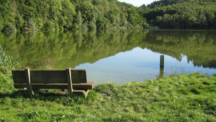 Eine Bank am Ufer eines ruhigen Sees, umgeben von grünen Bäumen. Das Wasser spiegelt die Natur und schafft eine friedliche Atmosphäre.