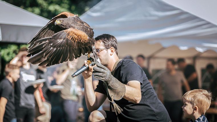 Ein Mann präsentiert einen Greifvogel auf einer Veranstaltung. Ein Kind schaut gespannt zu.