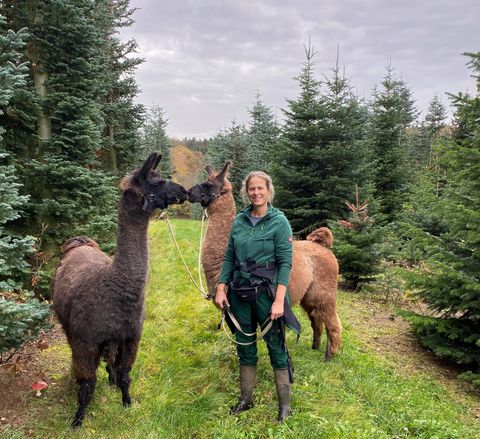 A woman stands in the forest holding two llamas on leashes. Tall fir trees and a gray sky surround her.