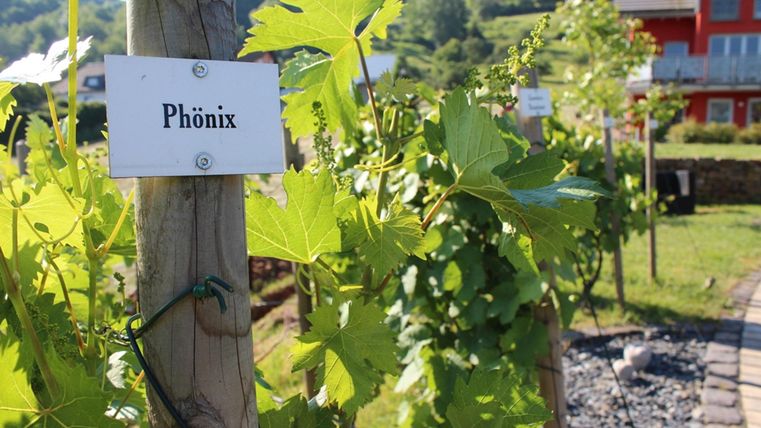 A vineyard with green vines and a sign that reads "Phoenix". In the background, there are pretty houses and a hilly landscape.