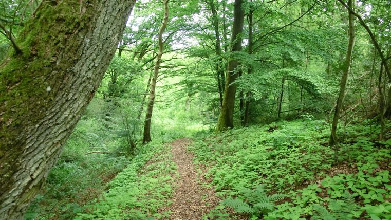 Ein schmaler Waldpfad führt durch dichtes, grünes Laub und Bäume.