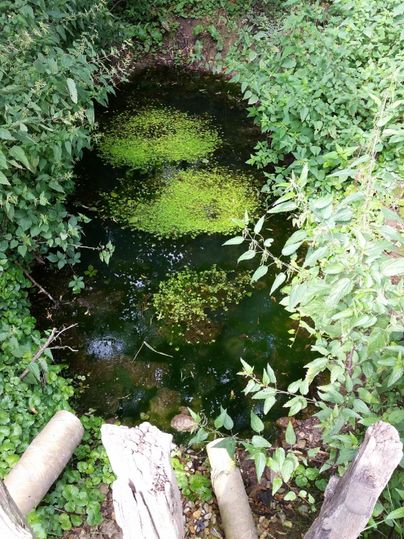 Een kleine vijver, omringd door dicht groen en planten. Het wateroppervlak is gedeeltelijk bedekt met algen.