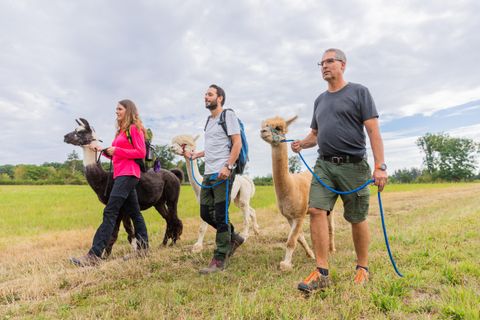Zwei Männer und eine Frau spazieren mit ihren Lamas und Alpakas auf einer Wiese. Der Himmel ist bewölkt und die Landschaft ist grün und weitläufig.