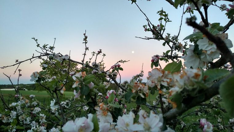 Ein blühender Obstbaum mit weißen Blüten vor einem pastellfarbenen Himmel. Der Mond ist schwach sichtbar.