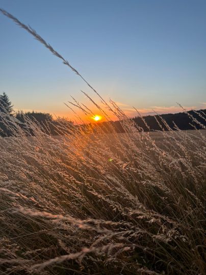 The sun sets over a field of tall grass. The sky is clear and displays warm colors of the sunset.