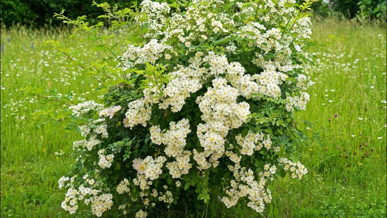 Ein blühender Strauch mit vielen weißen Blüten steht in einer Wiese. Der Hintergrund ist mit grünem Gras und einigen anderen Pflanzen versehen.