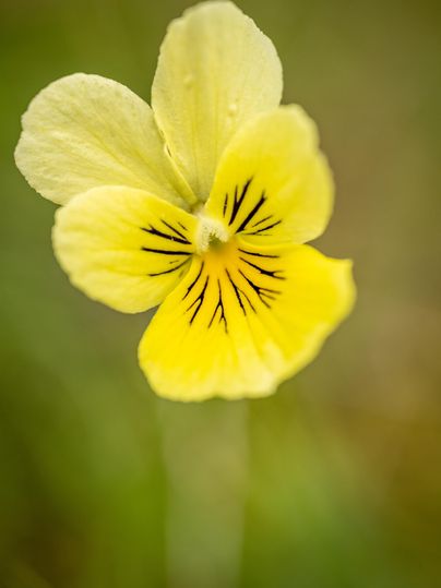 Een gele bloem met zwarte strepen in het midden. De achtergrond is onscherp en groen.
