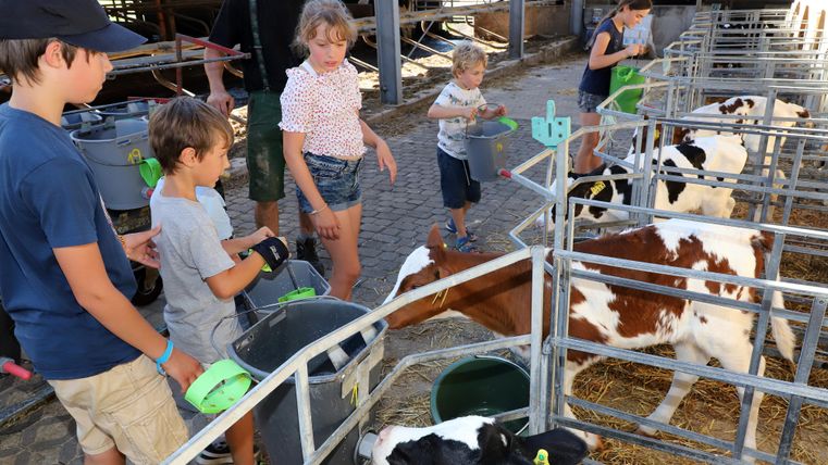A group of children is feeding cows in a barn. They stand at the feeding troughs and work together while the cows curiously approach.