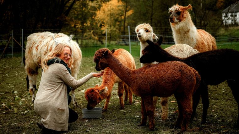 Eine Person füttert freundlich eine Gruppe von Alpakas auf einer Wiese. Die Umgebung zeigt herbstliche Farben und eine ruhige Atmosphäre.