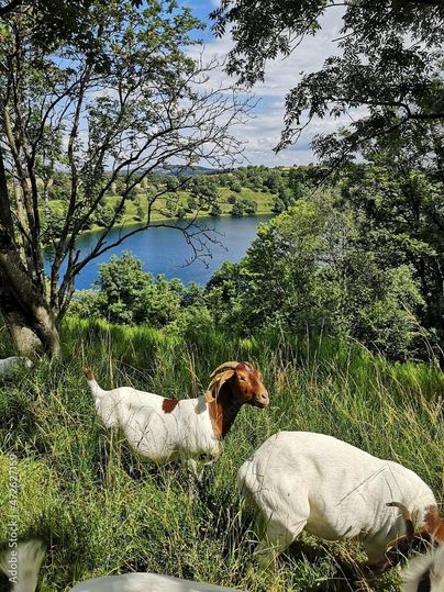 Two goats are grazing in a green meadow. In the background, a beautiful lake and forested hills can be seen.