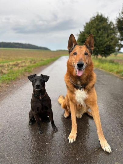 Twee honden zitten op een pad. De zwarte hond is klein en de rossige hond is groot.