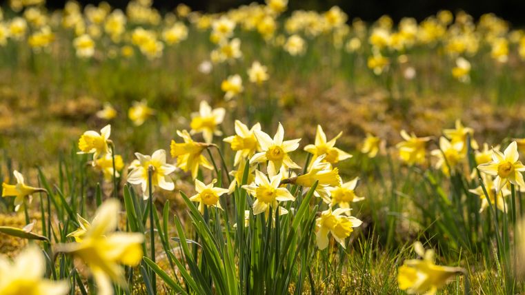 A field full of yellow daffodils blooms in the sunshine. The flowers stand in green grass and create a cheerful atmosphere.