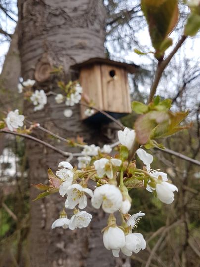 A birdhouse hangs on a tree trunk, surrounded by blooming white flowers. The scene depicts a peaceful spring day in nature.