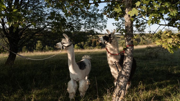 Twee lama's staan in het groene gras onder bomen. Ze zijn aan lijnen vastgemaakt en genieten van de zon.