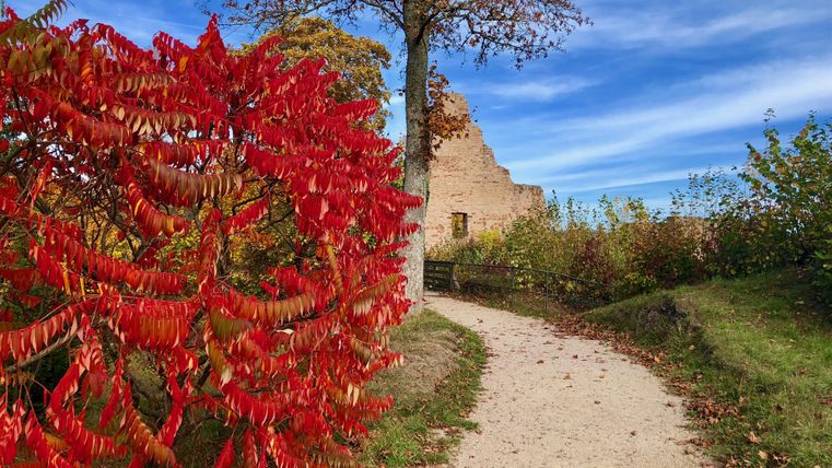 A path leads past a hedge adorned with red leaves to the Löwenburg castle ruins in Gerolstein under a radiant blue sky.